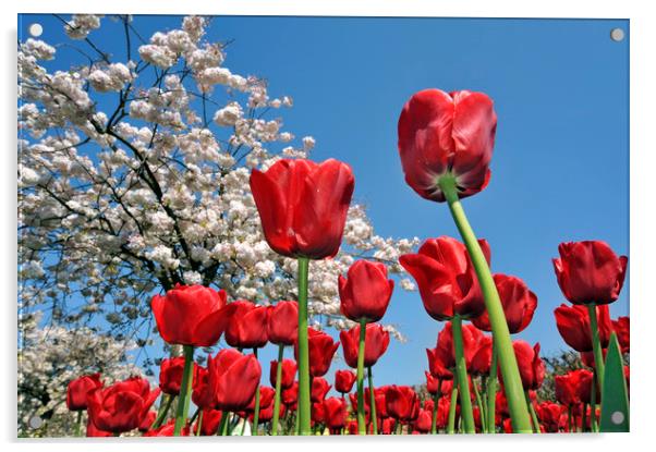 Red Tulips Acrylic by Arterra 