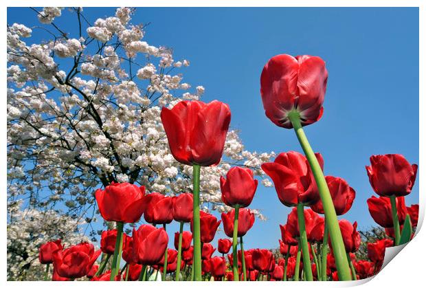Red Tulips Print by Arterra 