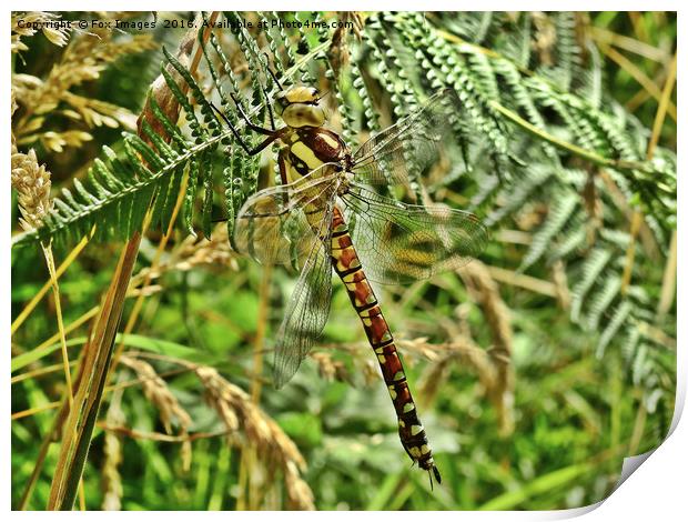 Southern hawker dragonfly Print by Derrick Fox Lomax