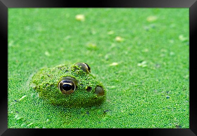 Camouflaged Green Frog in Pond Framed Print by Arterra 