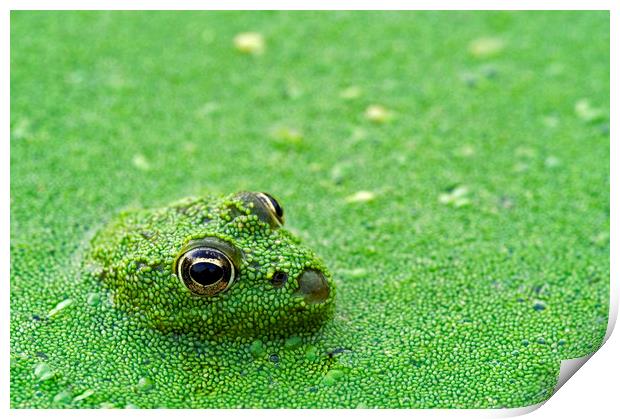 Camouflaged Green Frog in Pond Print by Arterra 