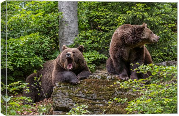 Brown Bear Couple in Forest Canvas Print by Arterra 
