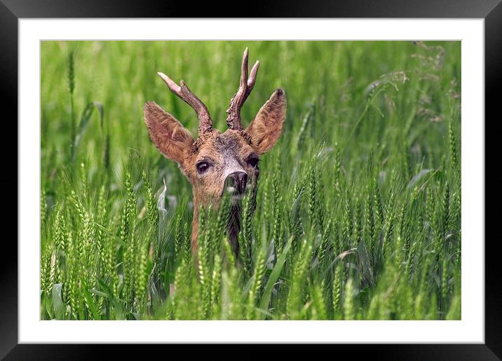 Roe Deer in Field Framed Mounted Print by Arterra 