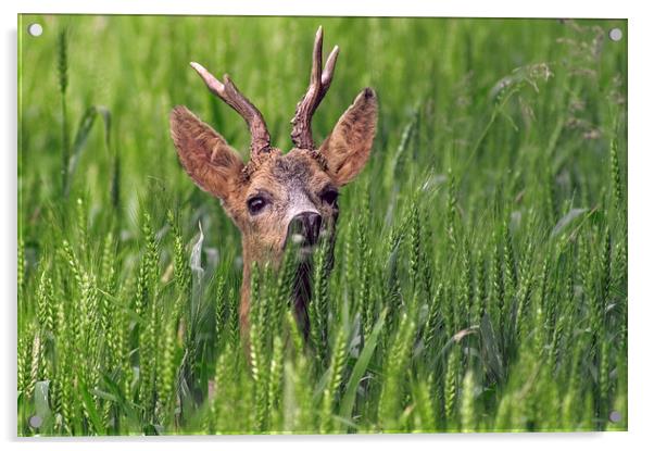Roe Deer in Field Acrylic by Arterra 