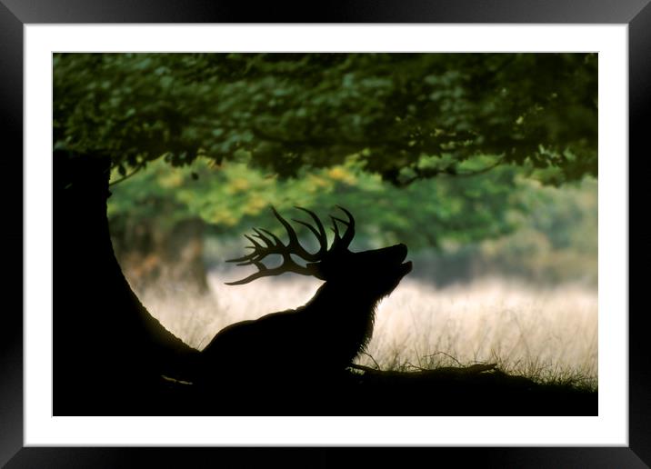 Red Deer Stag bellowing under Tree Framed Mounted Print by Arterra 