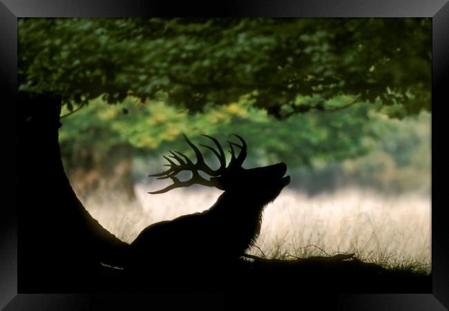 Red Deer Stag bellowing under Tree Framed Print by Arterra 