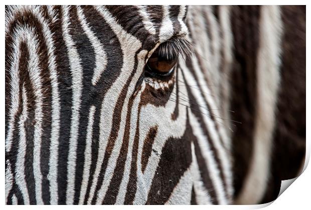 Zebra Stripes Print by Arterra 
