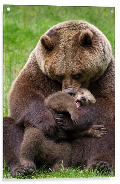 Brown Bear Mother cuddling Cub Acrylic by Arterra 