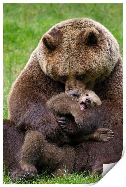 Brown Bear Mother cuddling Cub Print by Arterra 