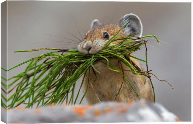 American Pika with Mouthful Canvas Print by Arterra 