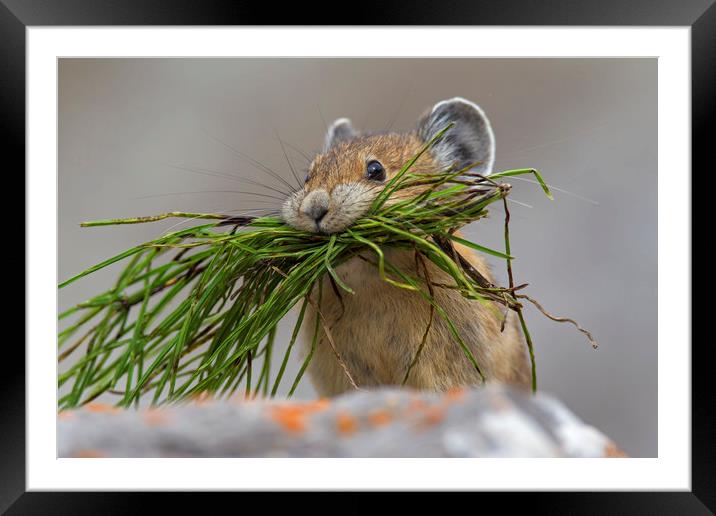 American Pika with Mouthful Framed Mounted Print by Arterra 