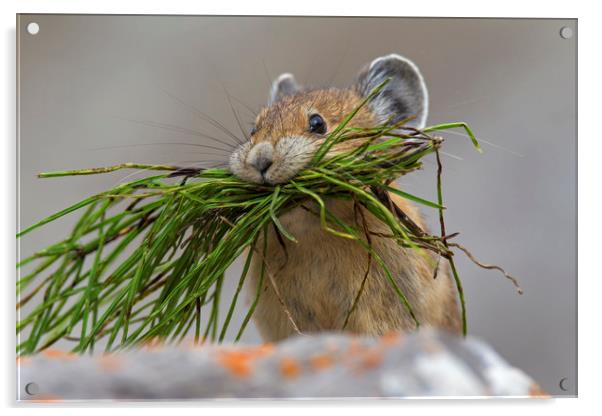 American Pika with Mouthful Acrylic by Arterra 