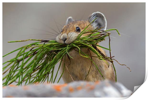 American Pika with Mouthful Print by Arterra 