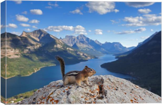 Ground Squirrel in Canadian Rockies Canvas Print by Arterra 