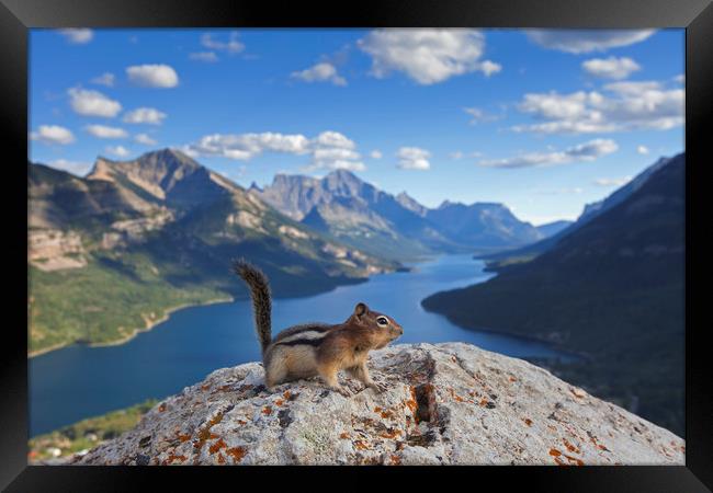 Ground Squirrel in Canadian Rockies Framed Print by Arterra 