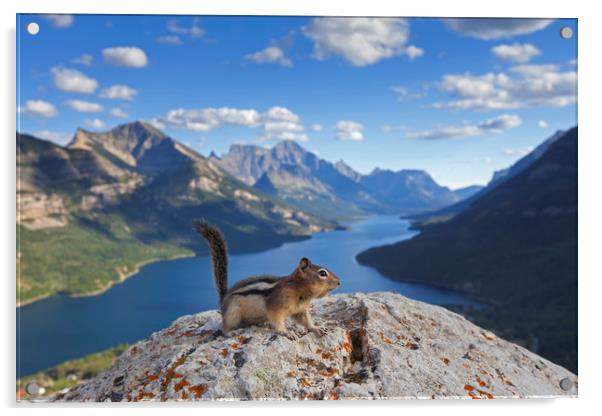 Ground Squirrel in Canadian Rockies Acrylic by Arterra 