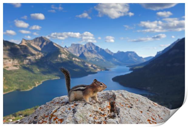 Ground Squirrel in Canadian Rockies Print by Arterra 