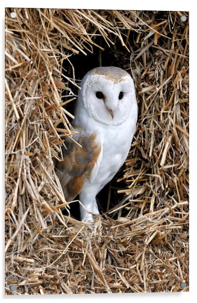 Barn Owl in Haystack Acrylic by Arterra 