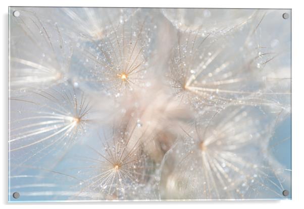 Ethereal Lightness Acrylic by Jenny Rainbow