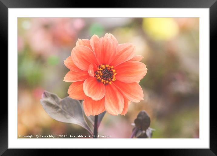 A Peach Flower embraced in Confetti Framed Mounted Print by Zahra Majid