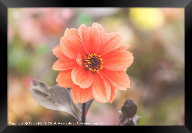 A Peach Flower embraced in Confetti Framed Print by Zahra Majid