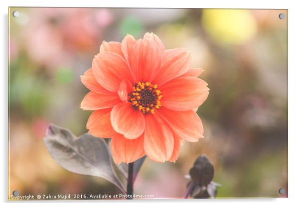 A Peach Flower embraced in Confetti Acrylic by Zahra Majid