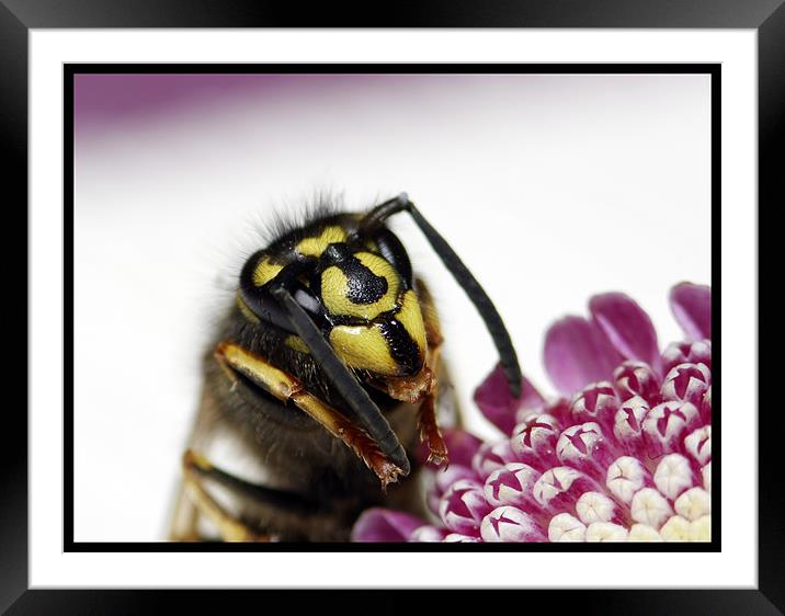 Summer Wasp Framed Mounted Print by Gypsyofthesky Photography