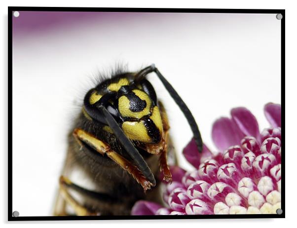 Summer Wasp Acrylic by Gypsyofthesky Photography