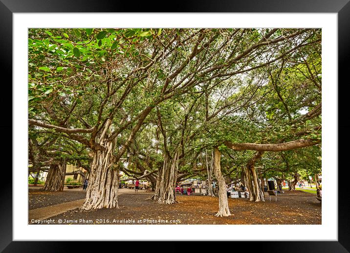 Banyan Tree Park in Maui, Hawaii. Framed Mounted Print by Jamie Pham