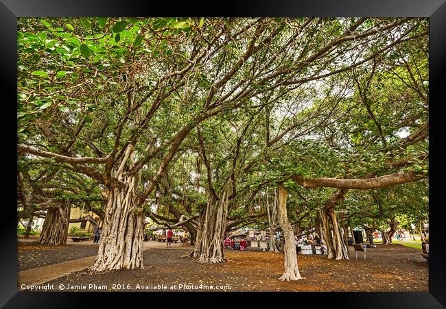 Banyan Tree Park in Maui, Hawaii. Framed Print by Jamie Pham