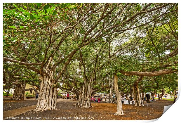 Banyan Tree Park in Maui, Hawaii. Print by Jamie Pham