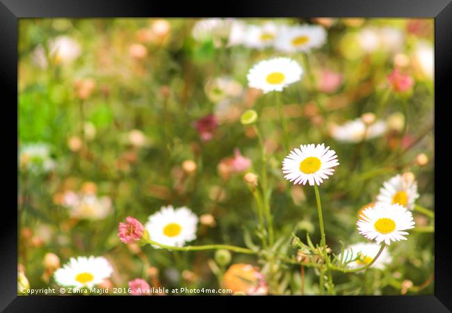 Dancing Daisies Framed Print by Zahra Majid