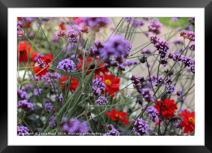 Purple and Red Framed Mounted Print by Zahra Majid