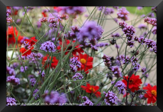 Purple and Red Framed Print by Zahra Majid