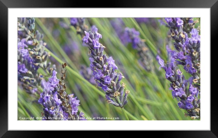 Wild Lavender Field Framed Mounted Print by Mark McDermott