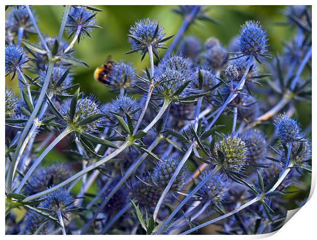 Sea Holly Print by Victor Burnside