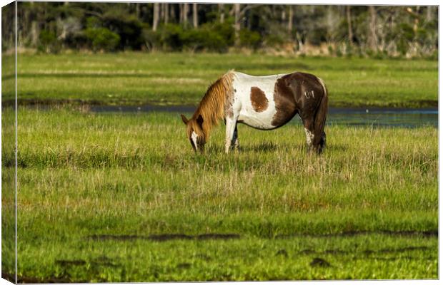 Pinto Mare with the Copper Colored Mane No. 1 Canvas Print by Belinda Greb