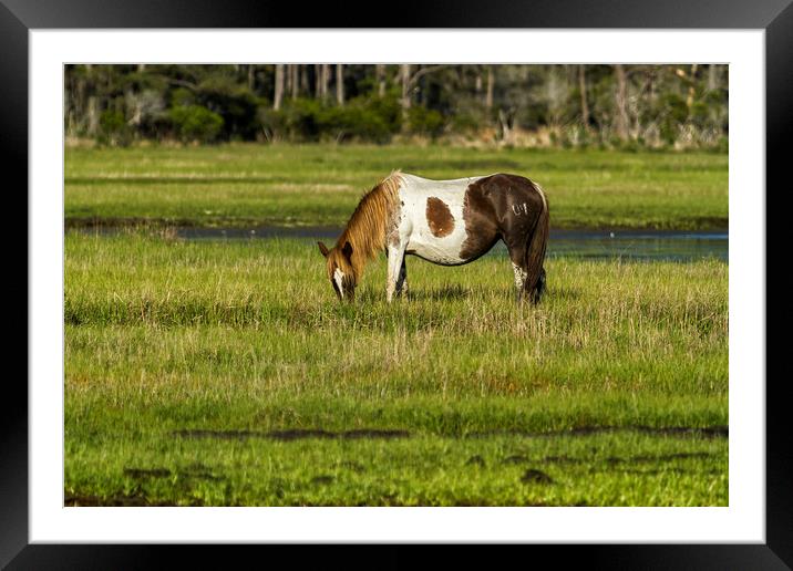 Pinto Mare with the Copper Colored Mane No. 1 Framed Mounted Print by Belinda Greb
