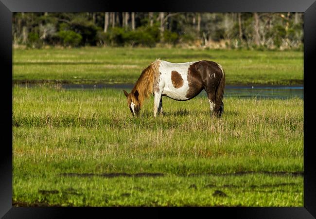 Pinto Mare with the Copper Colored Mane No. 1 Framed Print by Belinda Greb