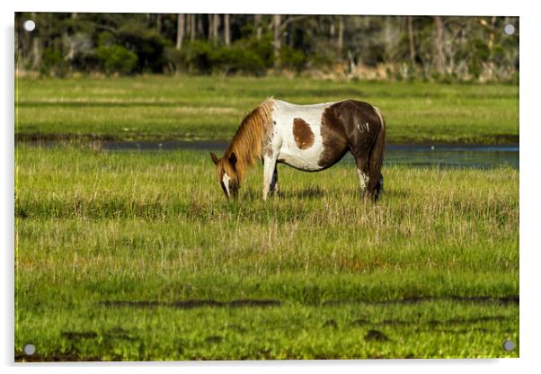 Pinto Mare with the Copper Colored Mane No. 1 Acrylic by Belinda Greb