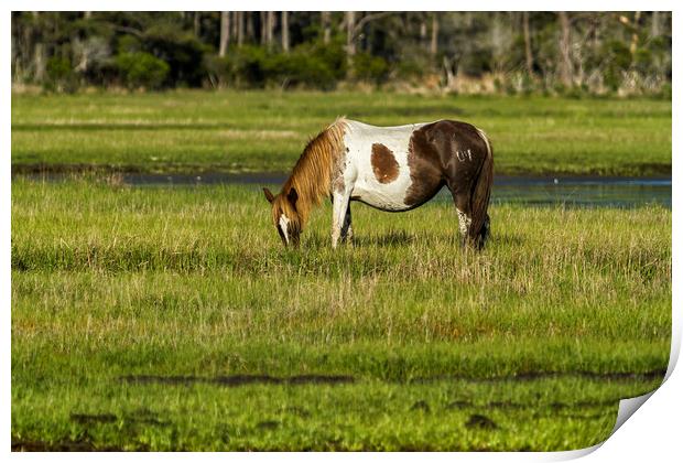 Pinto Mare with the Copper Colored Mane No. 1 Print by Belinda Greb