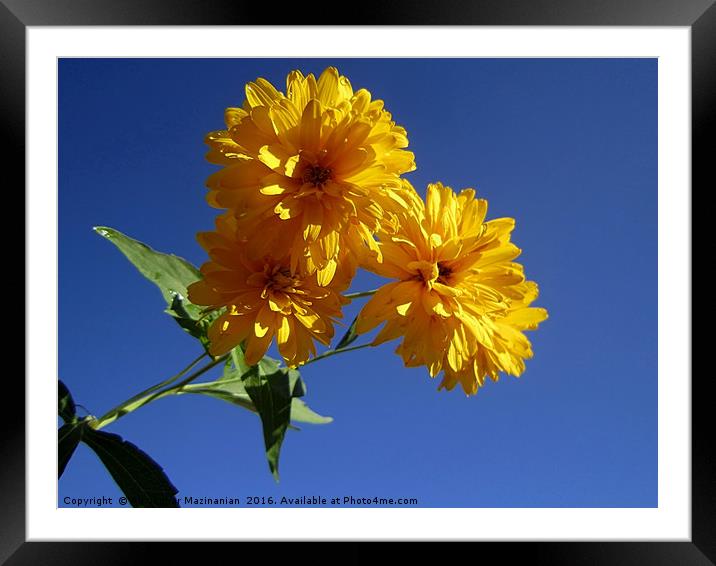 The yellow against the blue, Framed Mounted Print by Ali asghar Mazinanian