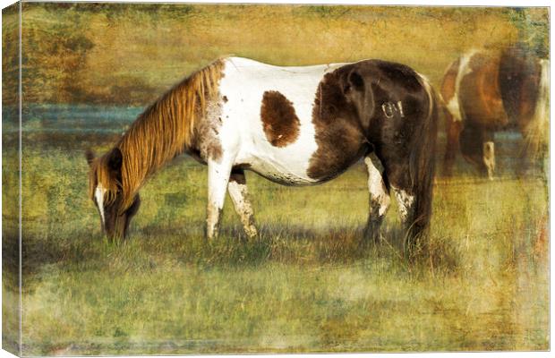 Pony with Copper Mane - Chincoteague Pony Canvas Print by Belinda Greb