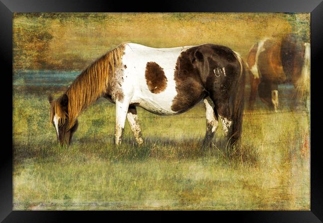 Pony with Copper Mane - Chincoteague Pony Framed Print by Belinda Greb