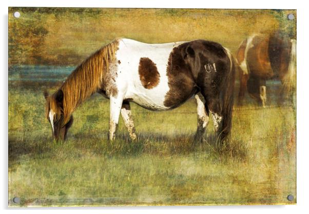 Pony with Copper Mane - Chincoteague Pony Acrylic by Belinda Greb