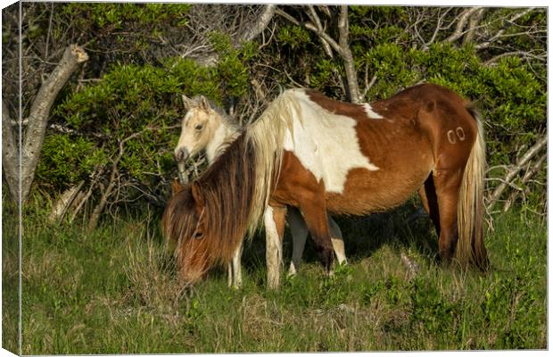 Chincoteague Foal No. 1 with Mother Canvas Print by Belinda Greb