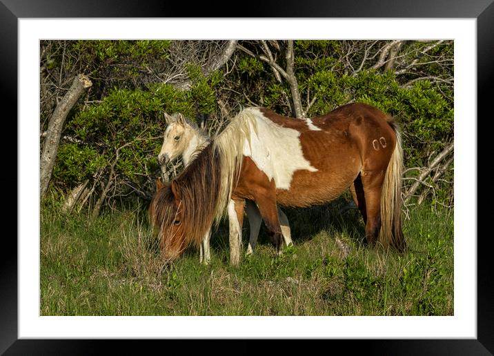Chincoteague Foal No. 1 with Mother Framed Mounted Print by Belinda Greb