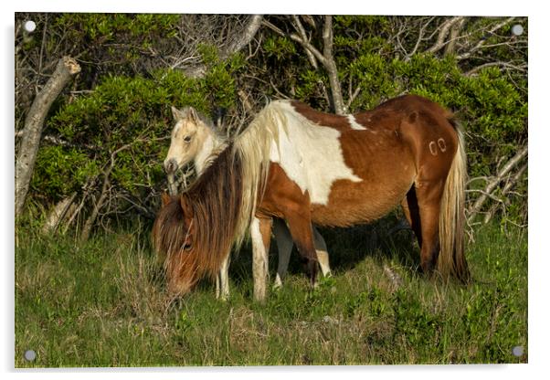 Chincoteague Foal No. 1 with Mother Acrylic by Belinda Greb
