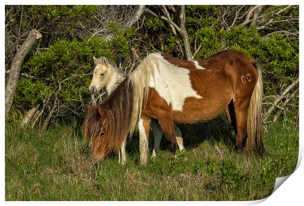 Chincoteague Foal No. 1 with Mother Print by Belinda Greb