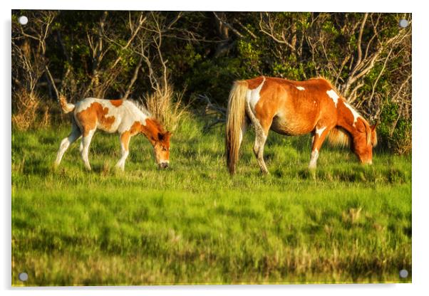 Following Mom - Chincoteague Pinto Foal No. 3 Acrylic by Belinda Greb